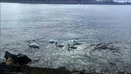 Stockholm video still